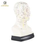 Eco Friendly 20cm Head Acupuncture Body Model Without Effusion Liquid for sale