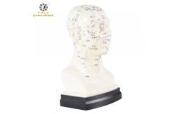 China Eco Friendly 20cm Head Acupuncture Body Model Without Effusion Liquid supplier