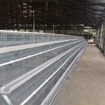 3 Tiers Hot Galvanized A Frame Chicken Cage 5000 Birds To 10,000 Birds for sale