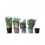 Custom Printing Clear BOPP Film Sleeves For Flower And Plants Wrapping for sale