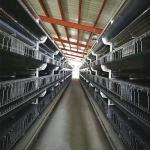 275g/M2 Hot Galvanized Wire Bird Breeding Cages , 2.5mm Enriched Cages For Laying Hens for sale