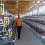 A Type Poultry Battery Layer Chicken Cage System Hot Galvanized Q235 Steel Wire for sale