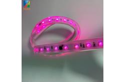 China Dimmable LED Pixel Strip , Neon Flexible Strip Light Waterproof Remote Control supplier