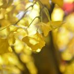 Nearly Natural Finished Artificial Ginkgo Tree 10 Foot Green Plant Plastic Nursery