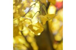 China Nearly Natural Finished Artificial Ginkgo Tree 10 Foot Green Plant Plastic Nursery supplier