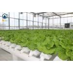 NFT Hydroponic Grow Pipe System For Lettuce And Herbs With Hydroponic NFT Pipe for sale