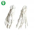 Foot Human Joints Model White Color Medical School Teachers Support Durable for sale