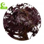 350cm Artificial Landscape Trees , Fake Maple Tree All Season