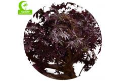 China 350cm Artificial Landscape Trees , Fake Maple Tree All Season supplier