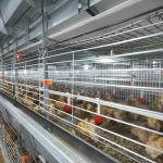 Hot Dip Galvanized Poultry Cages For Chicken Farms Baby Chickens for sale
