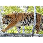 Woven X Tend Zoo Aviary Netting 1.5mm With 50mm Hole