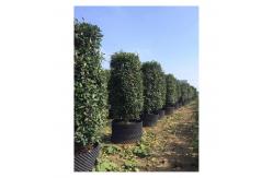 China Customized Plastic Air Pruning Root Pot Big Plant Pot Cylinder Shape supplier