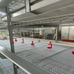 One Day Old Baby Chicks Cage Poultry Drinking System for sale