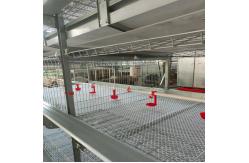 China One Day Old Baby Chicks Cage Poultry Drinking System supplier