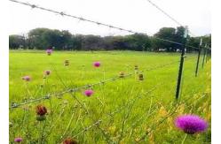 China 250m 500m Galvanized Barbed Wire Hot Dipped Zinc Coated Barbed Wire supplier