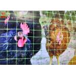 Strong Green Plastic Chicken Fence, Plstic Poultry Netting, 2M High, Easy Installation, PP Materials for sale