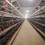 Automatic Egg Layer Chicken Farm Hens Cage UAE Poultry Equipment H Type for sale
