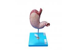 China Shows the Longitudinal and Circular Muscle of Stomach Model for Hospitals Teaching supplier