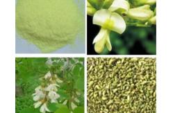 China 100% Pure Sophora Japonica L Extract Yellow Rutin Powder For Skin Aging supplier