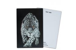China Customize 3D Lenticular Postcards Dinosaur Wild Animals for Zoo Park supplier
