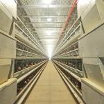 HDG Automatic Poultry Feeding System 8.67m/Min 0.75kw Chicken Cage Feeder for sale