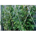 YT-1630 Stainless Steel Trellis Greenery System 7x7 / 7x19 Cable Structures for sale