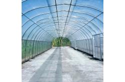 China Umbrella Galvanized Greenhouse Frames Single Span Tropical Tunnel Automatic Vent supplier