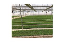 China 120  50 Wellseedling Tray Eps200 Well Seedling Nursery Tray  In Electronics Hardware supplier