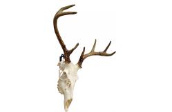 China Customized Thickness European Mount Skull Hanger The Perfect Deer Head Mounting Solution supplier