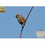 GREEN COLOR BIRD NETTING, AGRICULTURAL NETTING, EXTRUDED PLASTIC NETS, 2 METERS WIDE, HDPE MATERIAL for sale