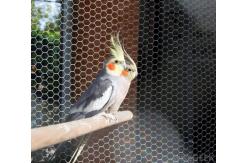 China stainless steel 304/316 Aviary mesh for bird cages netting/aviary building supplier
