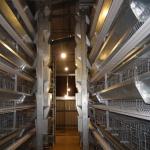 260 Birds Hunsbandry 6 Tiers ZnAl Poultry Cage For Broiler for sale