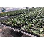 Rectangular Plastic Nursery Seedling Trays UV Resistant Easy Maintenance