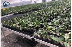 China Rectangular Plastic Nursery Seedling Trays UV Resistant Easy Maintenance supplier
