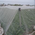 Lightweight And Breathable Garden Netting Easy To Install For Vegetable Beds