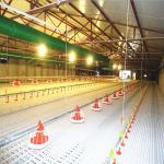 380v 3phase Chicken Raising Equipment , ISO9001 Chicken Battery Cage for sale