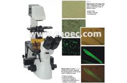 China Corrected Optical System Inverted Flourescence Microscope , Kohler A16.0900 supplier