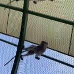China Stainless Steel Woven Wire Rope Mesh Net Bird Aviary Zoo Enclosure Slope Protection manufacturer