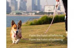 China Mesh Dog Leash Training Dog P Chain Flush Adjustable Dog Leash supplier