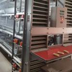 Automatic Layer Poultry Cage With Feeder And Drinker Poultry Cages For Layer Chickens For 10000 Birds for sale
