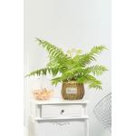 Mini Artificial Fern Plants For Architectural Landscaping for sale