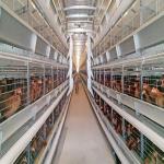 Q235 Hot Galvanizing Battery Chicken Cage System 3-10 Tiers For Hens for sale