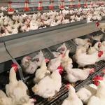 Broiler Automatic Feeder Chain Feeding System Poultry