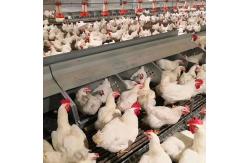 China Broiler Automatic Feeder Chain Feeding System Poultry supplier
