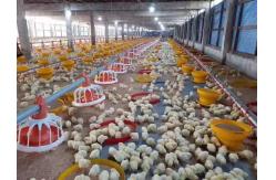 China Broiler Chicken Shed Automatic Pan Feeding System supplier