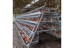 China Q235 Bridge Steel A Frame Layer Chicken Cage For Chicken Farm supplier