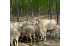 China 2.0MM Line Wire Cattle Fence Hinged Joint Galvanized Cattle Fence Netting supplier