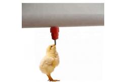 China Auto Broiler Nipple Drinker With Cup Nipple System In Poultry Farm supplier