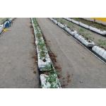Greenhouse Black Planting Trough PP Roll Hydroponic PP Grow Gutter For Sustainable Farming for sale