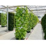 China 100L 6 8 10 12 Layers Growing Towers Vertical Garden Hydroponic Growing System manufacturer